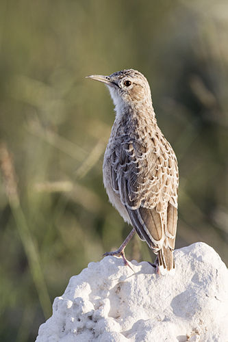 Spike-heeled lark